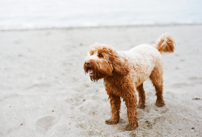 Lynette Boyle Photography | Fine Art Weddings and Portraiture | San Francisco Bay Area, Napa, Sonoma, & Destination